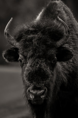 Bison