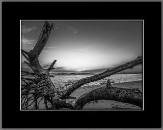 Driftwood Moment