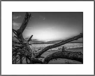 Driftwood Moment