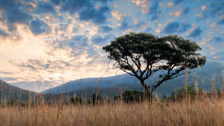 African Sunset
