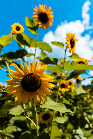 Sunny Day