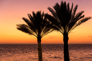 Twin Palms