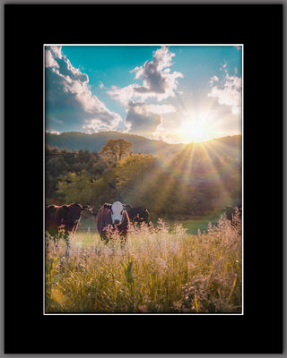 The Cow