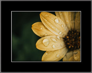 A Drop of Daisy