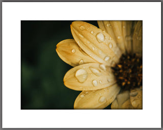 A Drop of Daisy