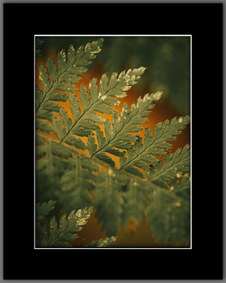Fern