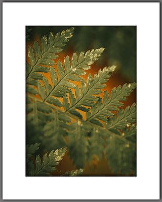 Fern