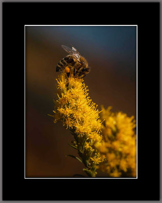 Busy Bee