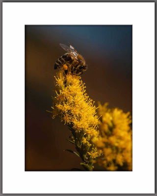 Busy Bee