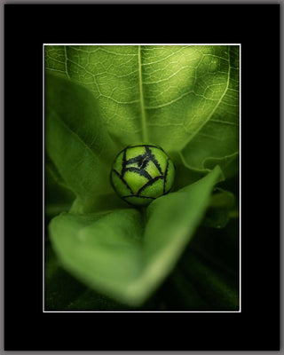 Budding Zinnia