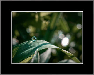Morning Dew