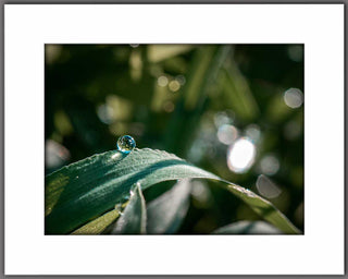 Morning Dew