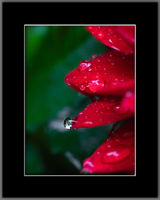 Red Drop