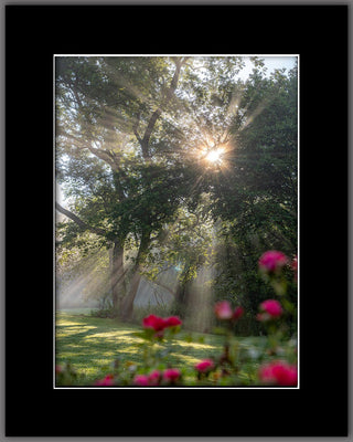 Morning Rays